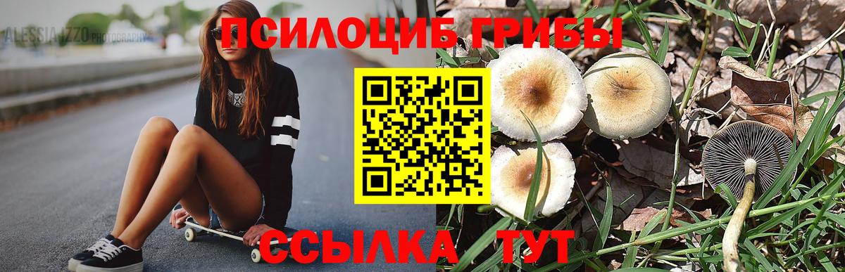 Псилоцибиновые грибы Psilocybe Краснокаменск